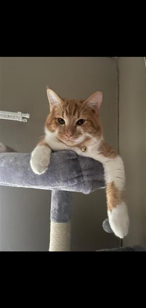 Maine Coon x Ragdoll kittens