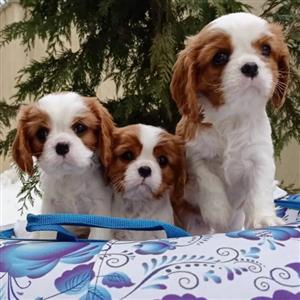 5 Tri-coloured/Blenheim Cavalier King pups
