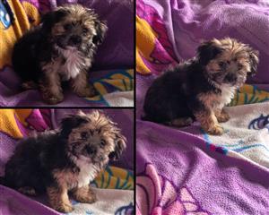 Morkie pups