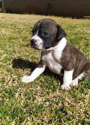 Boston terrier x jack hot sale russell