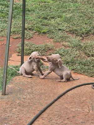 Weimeraner Pups