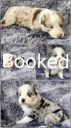 Australian Shepherd puppies available 