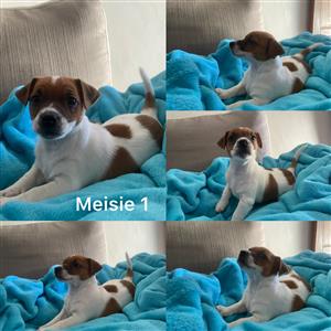 Beautiful jack russel puppies for sale. They are vaccinated and dewormed. 
