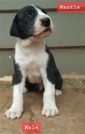 Great Dane Puppies for sale