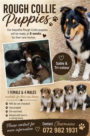 Rough / Lassie type collie puppies 