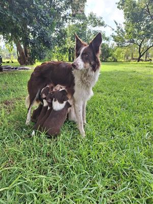 Purebred Tri-Colour Border Collie Puppies