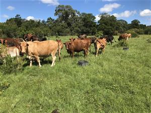 Cattle farm in Bathurst