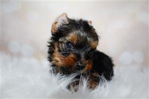 Yorkie female