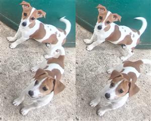 Jack Russel puppies