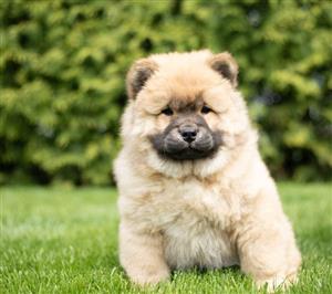 Stunning Chow Chow 9weeks old Puppies looking for new home