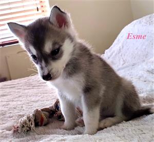 Pure-bred Siberian Husky Puppies for Sale