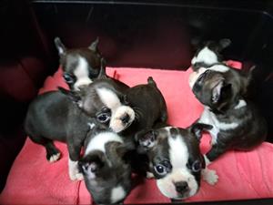 Cute Male Boston Terrier Puppies for sale