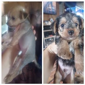 Chinese crested 1  born 15 oct they are ready for a new homes