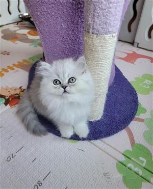 Persian Kittens for Sale – Fluffy & Beautiful – Cape Town