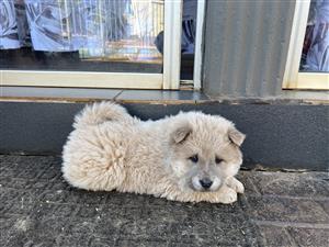 Chow chow puppies awaiting new homes 