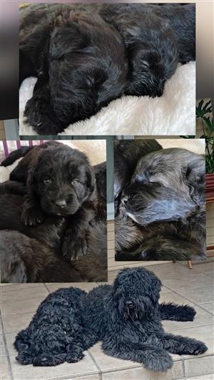 Bouvier des Flandres Puppies in the South Peninsula available from 8 July 2026