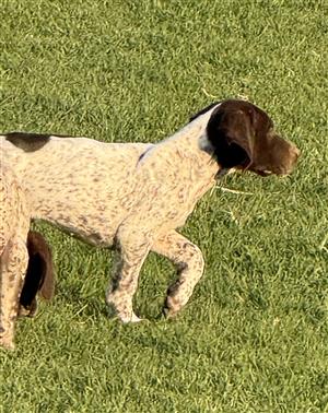 Registered German Shorthaired Pointer puppies 