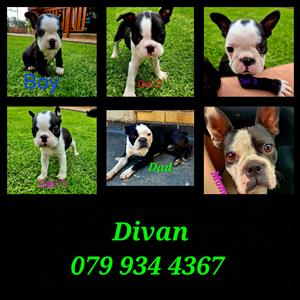 Boston Terrier puppies available 