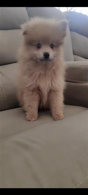 I have a 2 month old male toypome. His very playful.