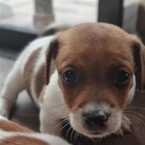 Beautiful and healthy Purebred Short legged  Jack Russell pups for sale.