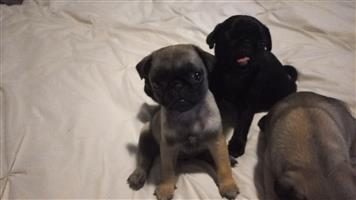 Beautiful pug puppies available 