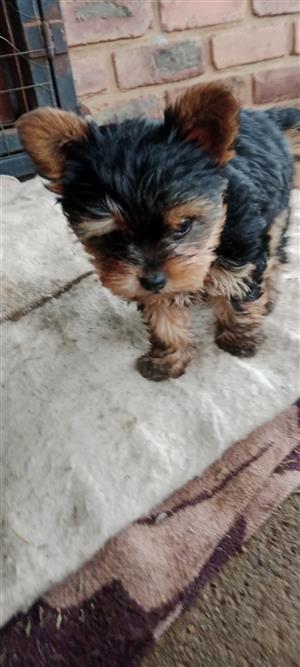 Yorky for sale