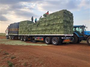 Lucerne For Sale - Small Bales (For Sale)