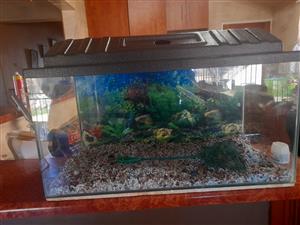 2 60cm × 30 fish tanks for sale and decorations . 