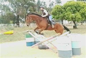 Super easy and ready to compete tb gelding 