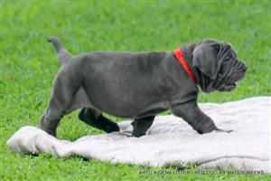 Gorgeous Neopolitan Mastiff males available