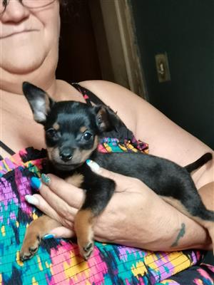 Chineses Crested puppies availible BORN 19 FEBRUARY 1x white semi hairless, 1x b