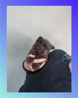 Yorkie chocolate pups