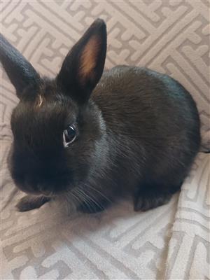 Netherland dwarf bunnies