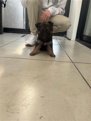 German shepherd puppies