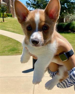 Pembroke welsh corgi puppy for sale