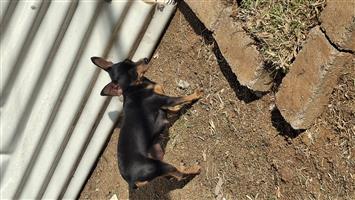Miniature Pincher puppies