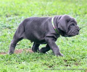 Gorgeous Neopolitan mastiff puppies available