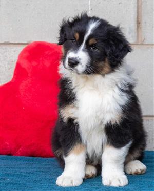 Australian shepherd puppies for sale