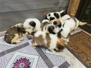 I have Sanit Bernard puppies 8 weeks sale vet checked vaccinated and dewormed, 