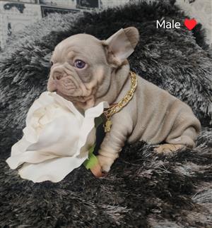 Gorgeous Exotic French bulldog puppies available