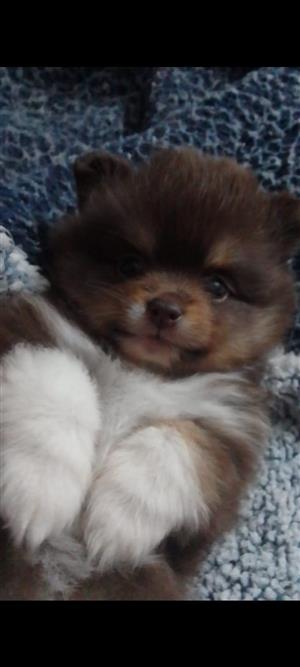 Adorable and beautiful miniature Toypom puppies
