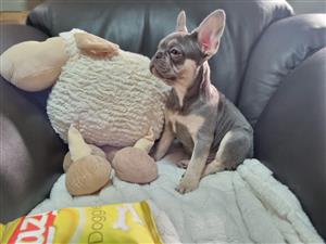 Gorgeous Exotic French bulldog puppies available