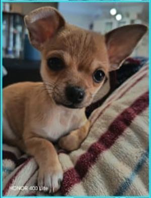 Chihuahua Puppy 