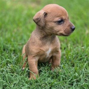 Miniature Daxi pups