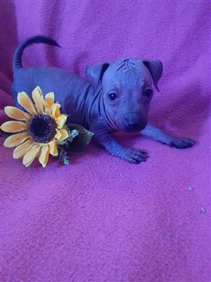Mexican Hairless Puppies Toy Size 