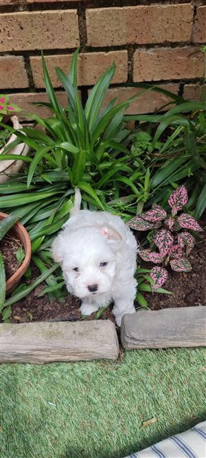 Pure Bred- Maltese Puppies