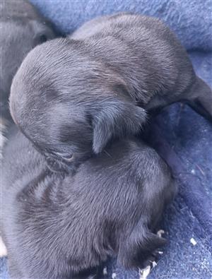 Pug puppies for sale 