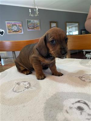 Worshondjies  puppies for sale 4 x male