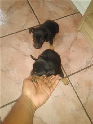 Female Mini pincher puppies for sale