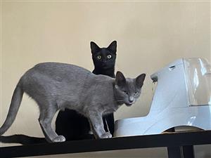 Shy Bonded Pair Available for Adoption from Registered Rescue CatzRus